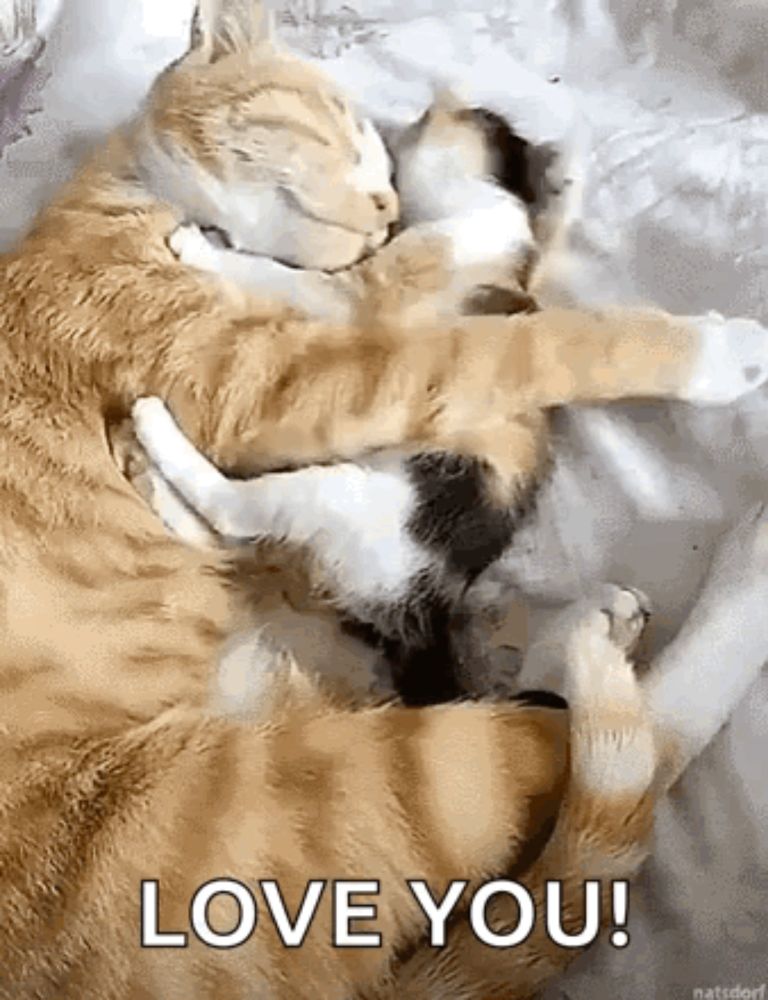 two cats are hugging each other on a bed and one of them is saying `` love you '' .