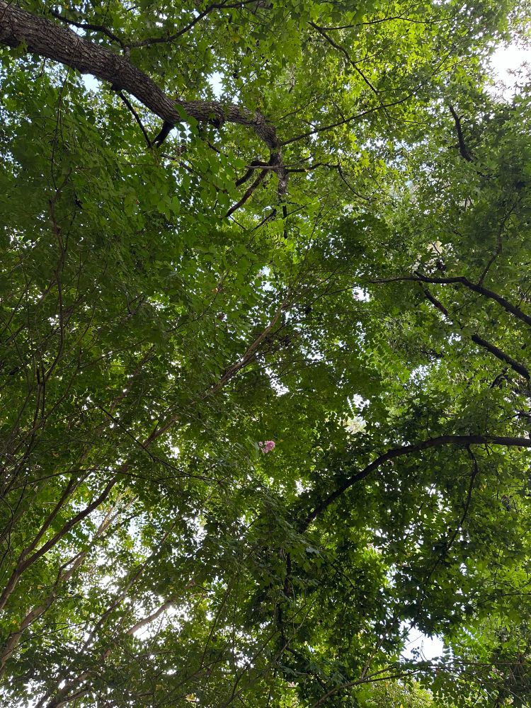 A thick green tree canopy of crepe Myrtle and sweet gum leaves. 