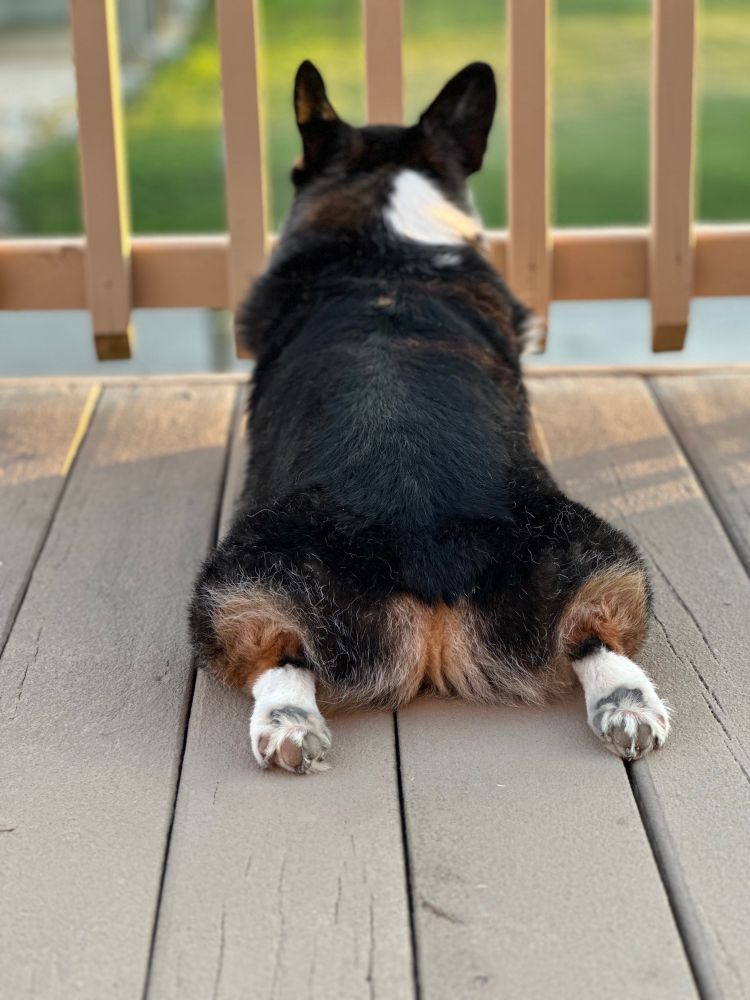 Corgi sploot