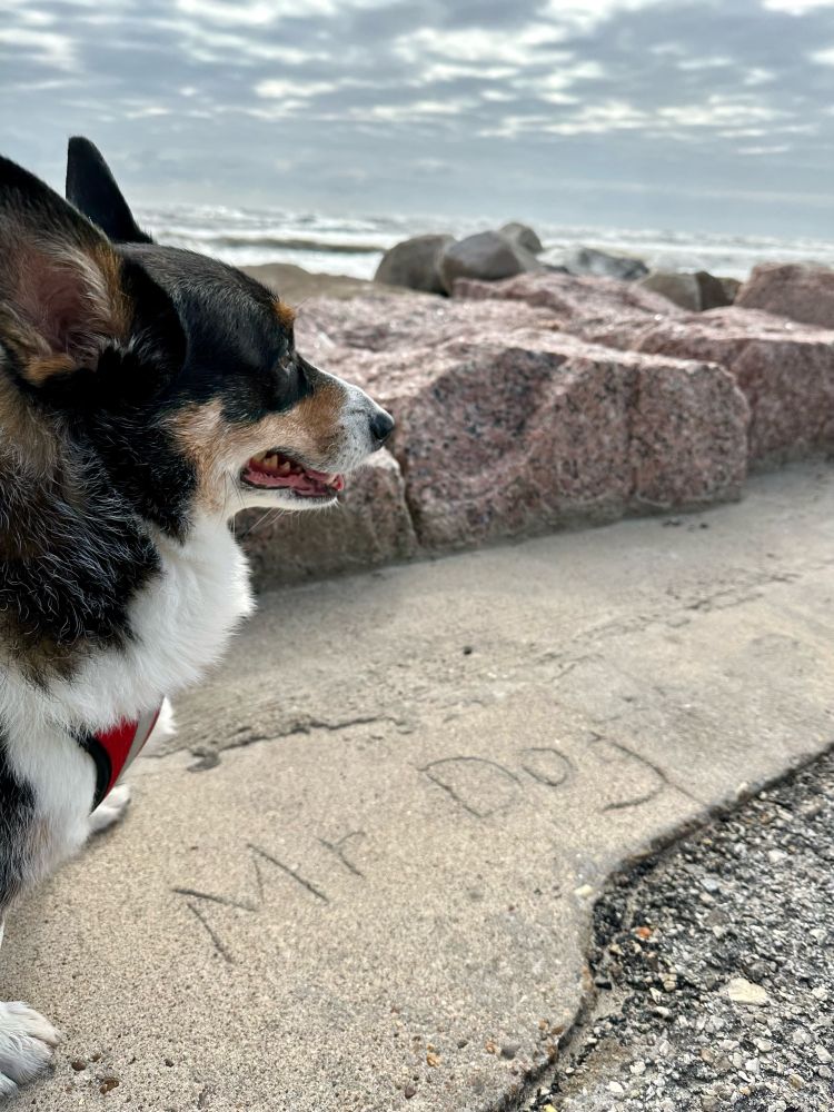 Corgi along the seawall in Surfside Beach. 