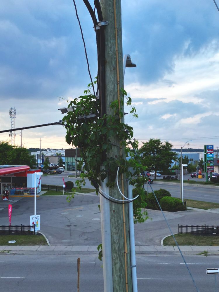 A creeping vine that has made it way up through the centre of utility conduits fastened to the exterior of a hydro pole by the side of busy Highway 7 in Georgetown, Halton Hills, Ontario. The vegetation is disregarding infrastructure standards, laws, and bylaws, in its pursuit of establishing its own vertical garden.