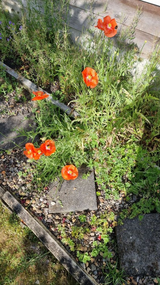 Path with poppies flowering