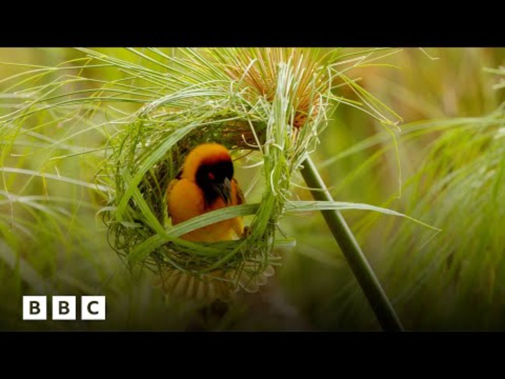 Inside the world of weaverbirds' stunning nest creation | BBC Global
