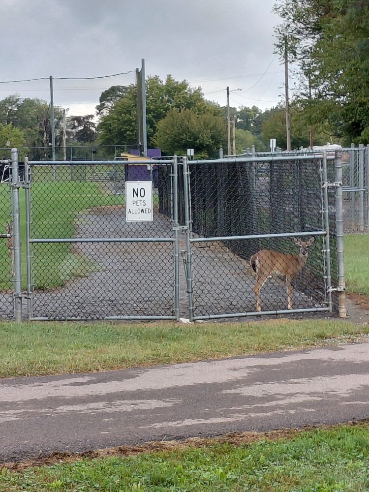 A deer stands behind a chain-link fence, on which is a white sign with black text reading NO PETS ALLOWED.