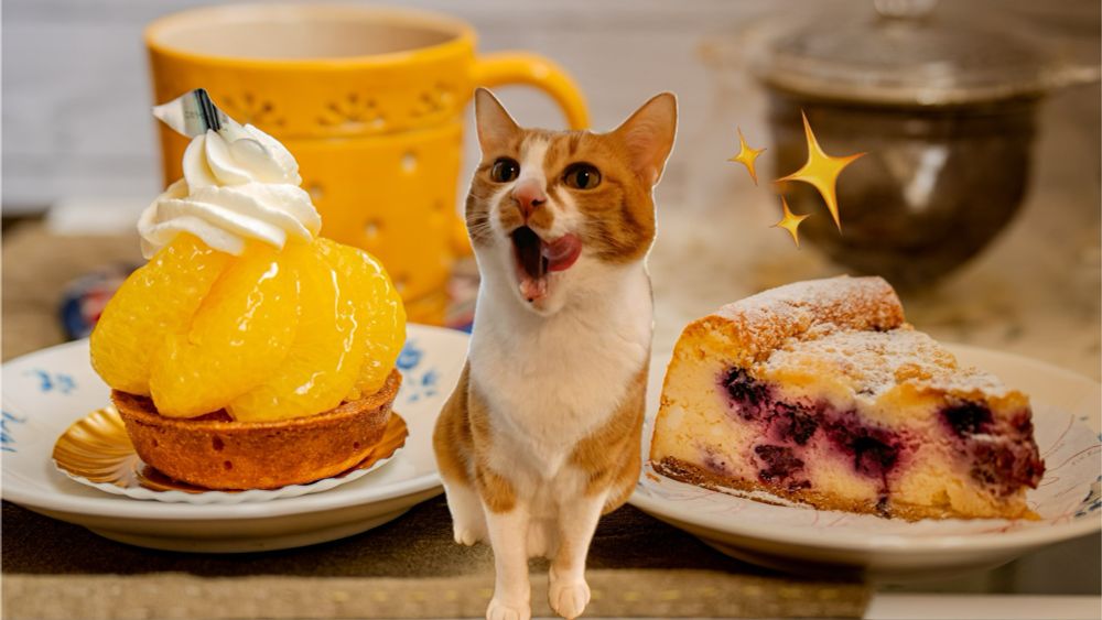 どちらも美味しかったので、しばらくケーキは我慢できるかも。