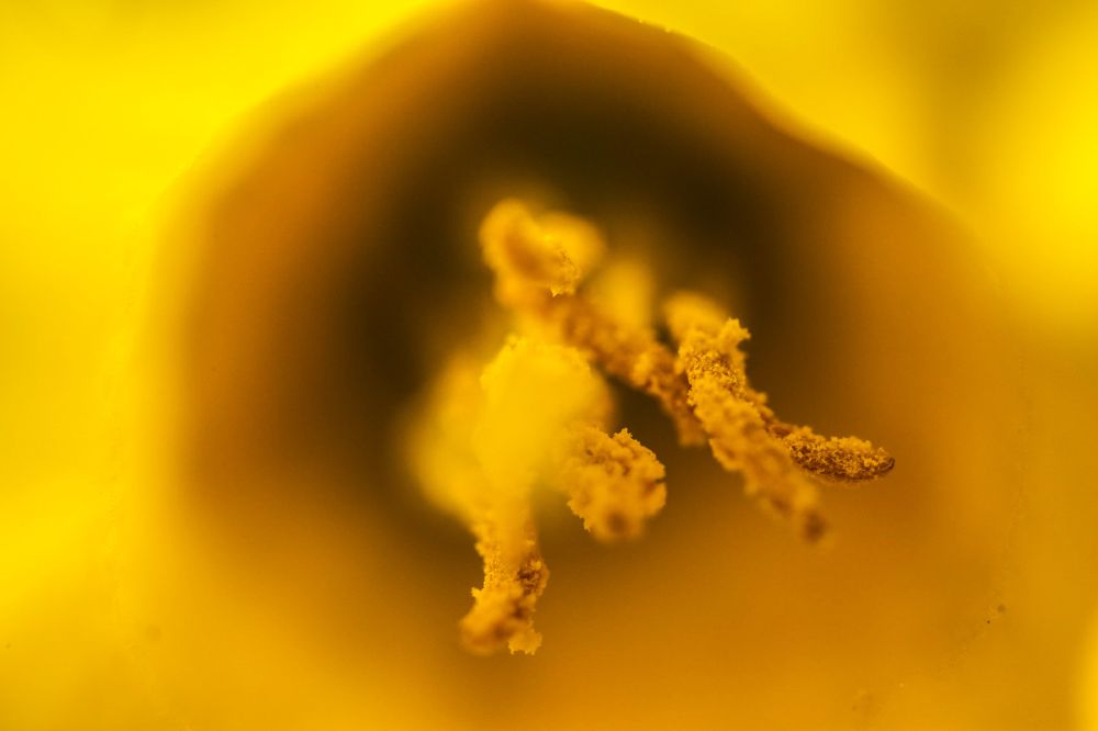Ultra closeup of a yellow flower, showing the stigma and pollen tubes. Photo by Ronan Reinart