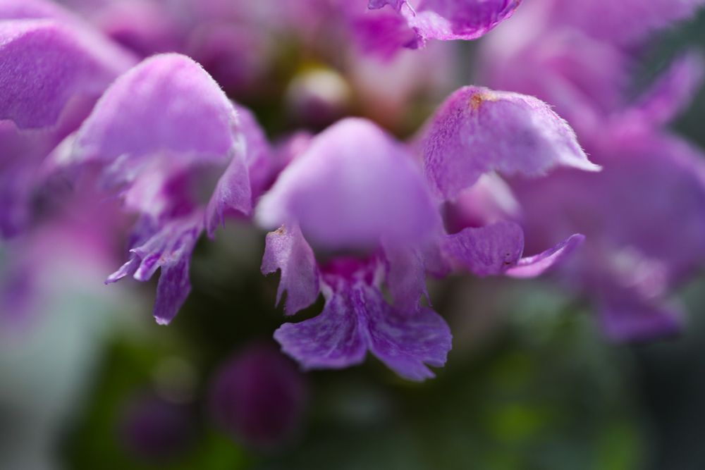 closeup view of small purple flowers