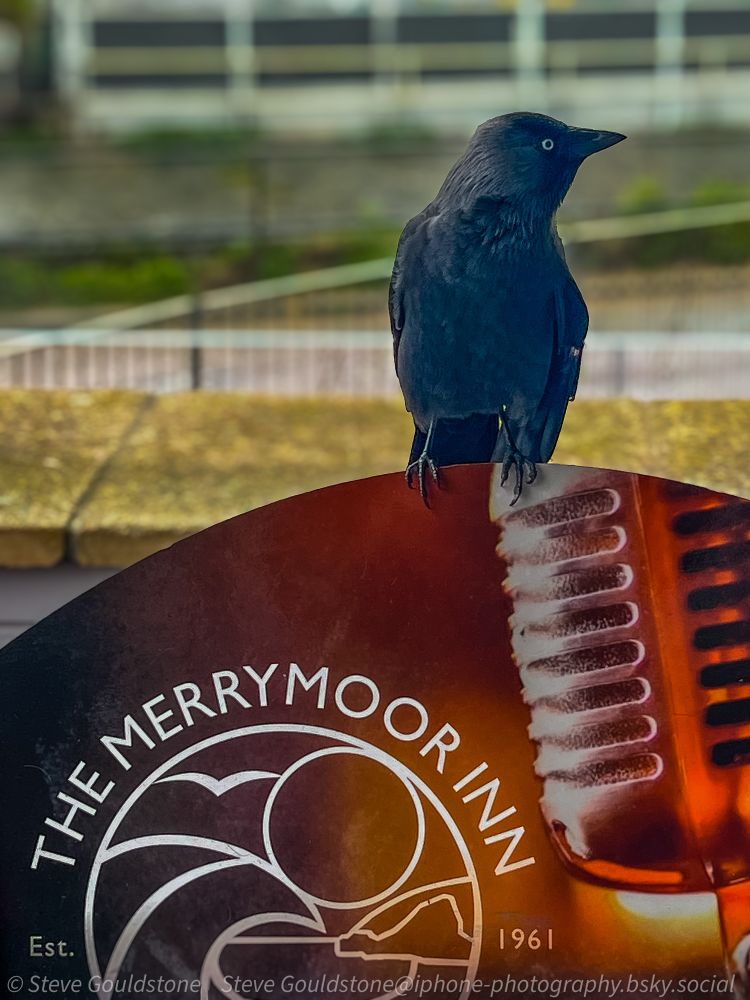 Jackdaw sat on the sign by the pub door, scrounging for chips. 
