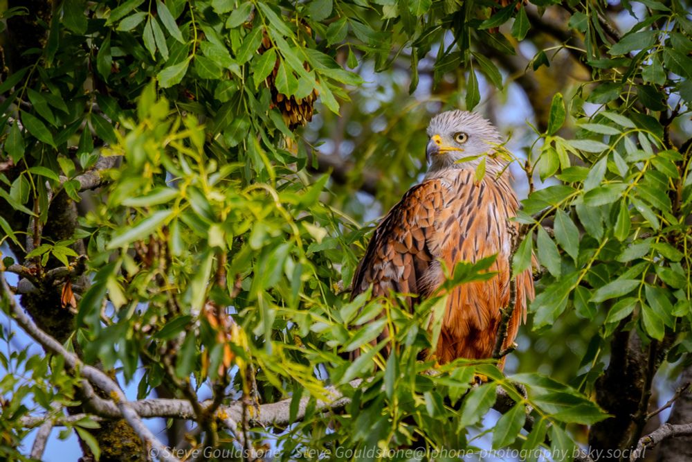 A red kite sat in the branches of an ash tree. South UK.