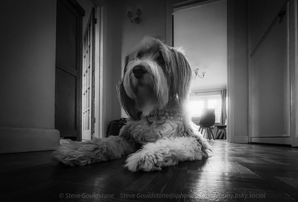 Bearded Collie waiting for mum to come home. Mono conversion, low viewpoint.