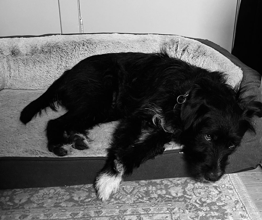 Black and white picture of a dog laying in their bed watching their owner take a photo