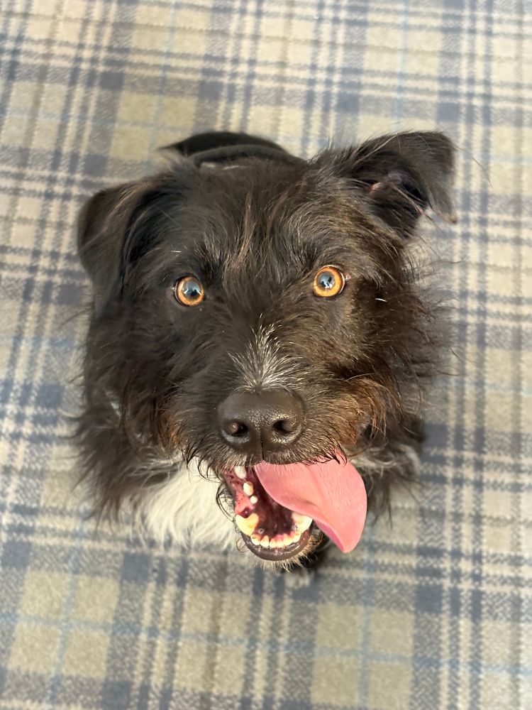 Black and white Patterdale cross with a rough coat, excited to be on his holidays. Tongue hanging out with excitement. Sitting waiting to go have a drink in the bar. He’s a good boy. 