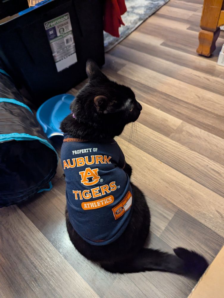 Black cat wearing an Auburn jersey