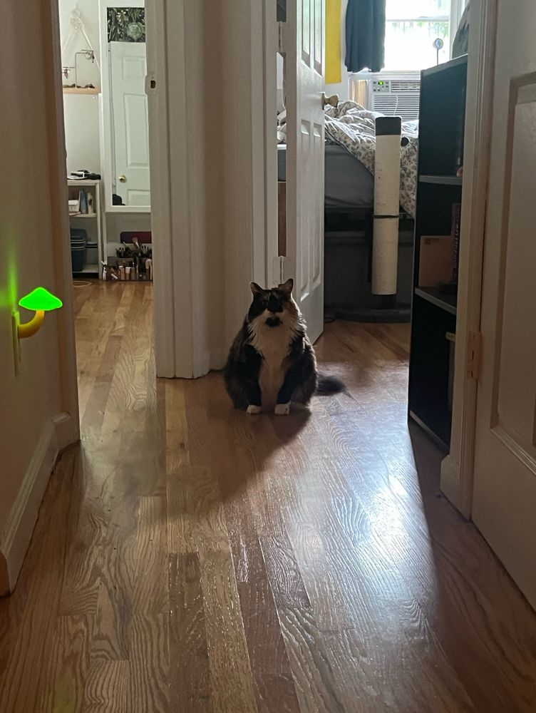 photo i took down our apartment hallway, with cleo the chubby tortoise shell cat sitting up expectantly. a green glowing mushroom nightlight is coming out of the left wall.