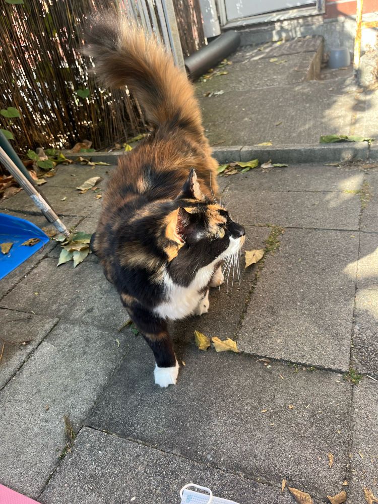 cleo: tortoise shell cat with green eyes