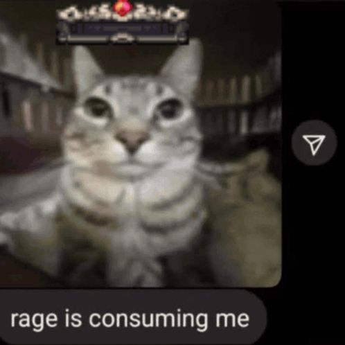 a screenshot of a cat with the words rage is consuming me at the bottom