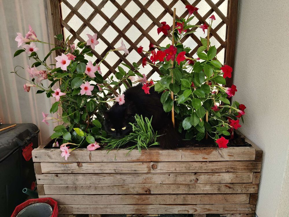 Moi dans la jardinière