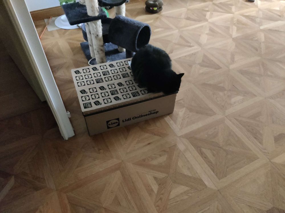 Chat noir sur un carton. En arrière plan, arbre à chat et quelques jouets