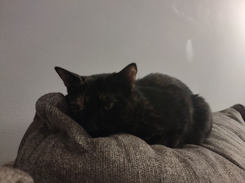 A tortoise shell cat napping comfortably on the back of a couch 