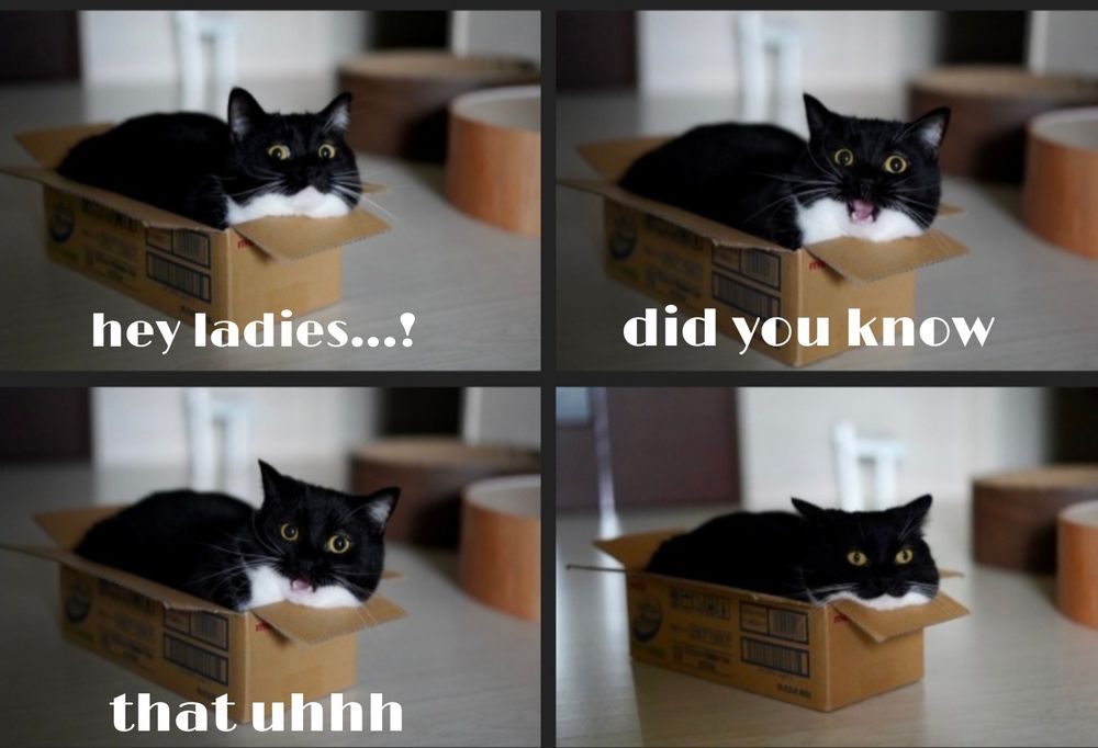 A series of photos of a cat sitting in a box.  The first three photos have captions that say: Hey ladies...!  /Did you know / that uhhh.  The last photo has no caption for comedic effect