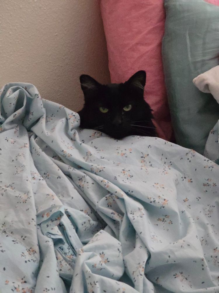 Black cat looking at the camera, unamused by being covered with a sheet.