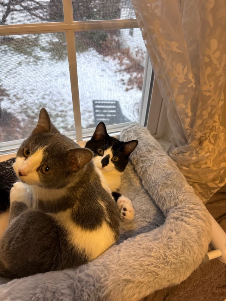 New kitties! Grey and white, black and white tuxedos. The grey one has extra toes. 