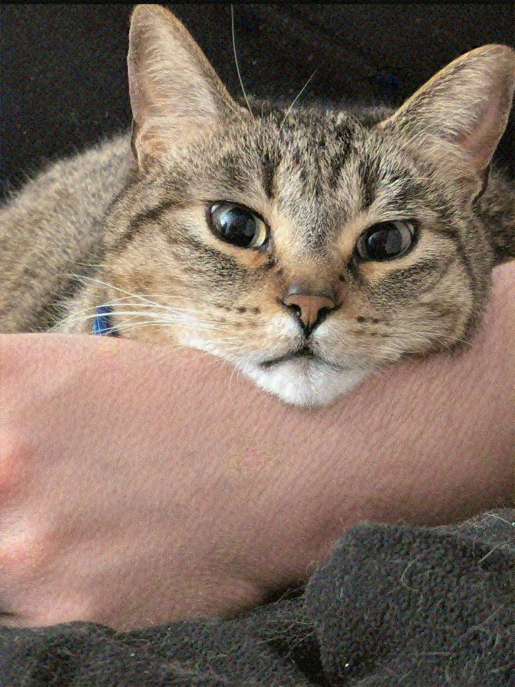 Tabby cat with his head perched on someone's arm and staring directly into the camera 