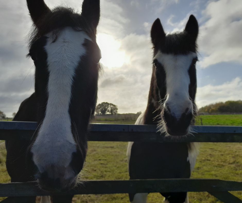 Photo of two horses, Rupert (left) and Boris (right).