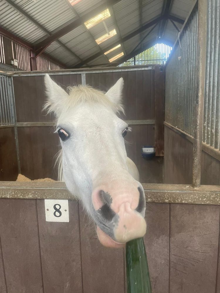 A grey pony is tasting a cucumber over the door of her stable.