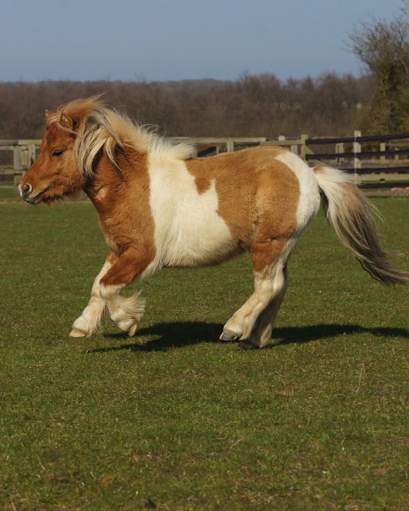 A fluffy Shetland pony is running in his field.