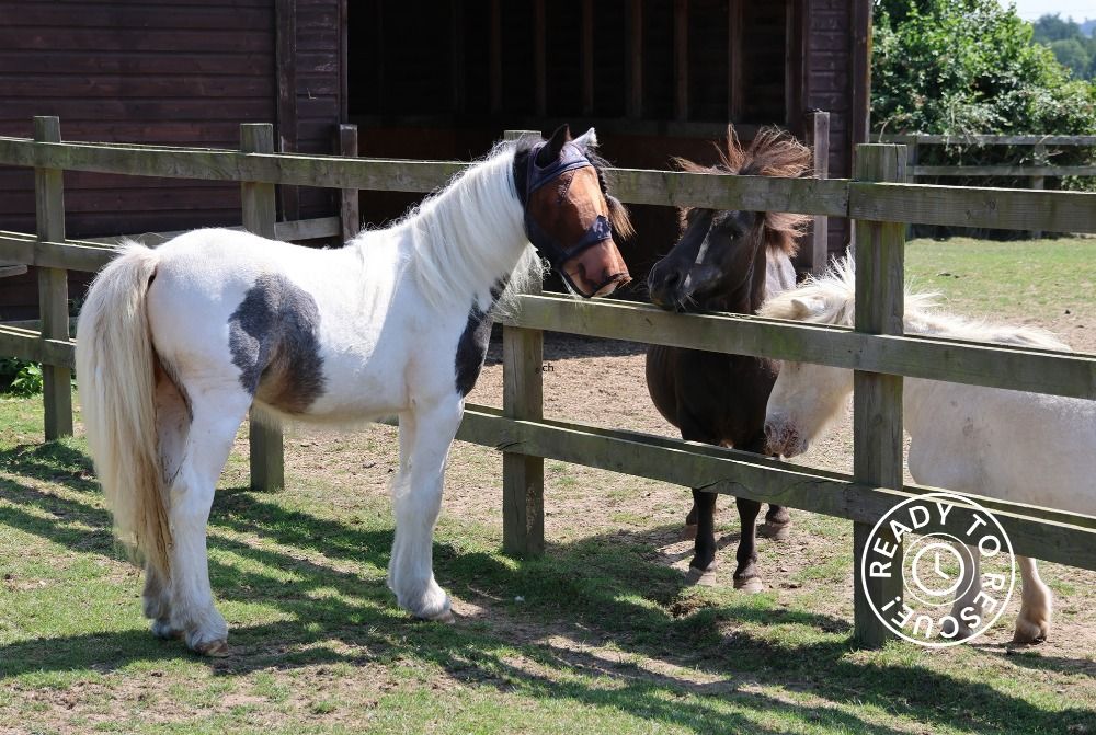 A young foal is making friends with some Shetland ponies through a fence.