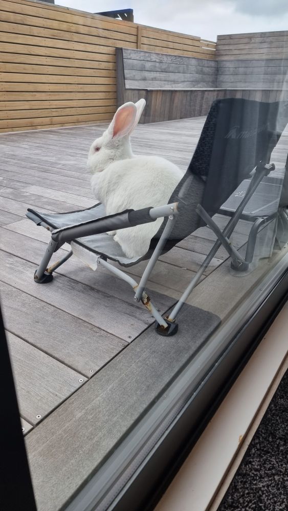 White Flemish Giant breed rabbit sitting on a camp chair on a deck