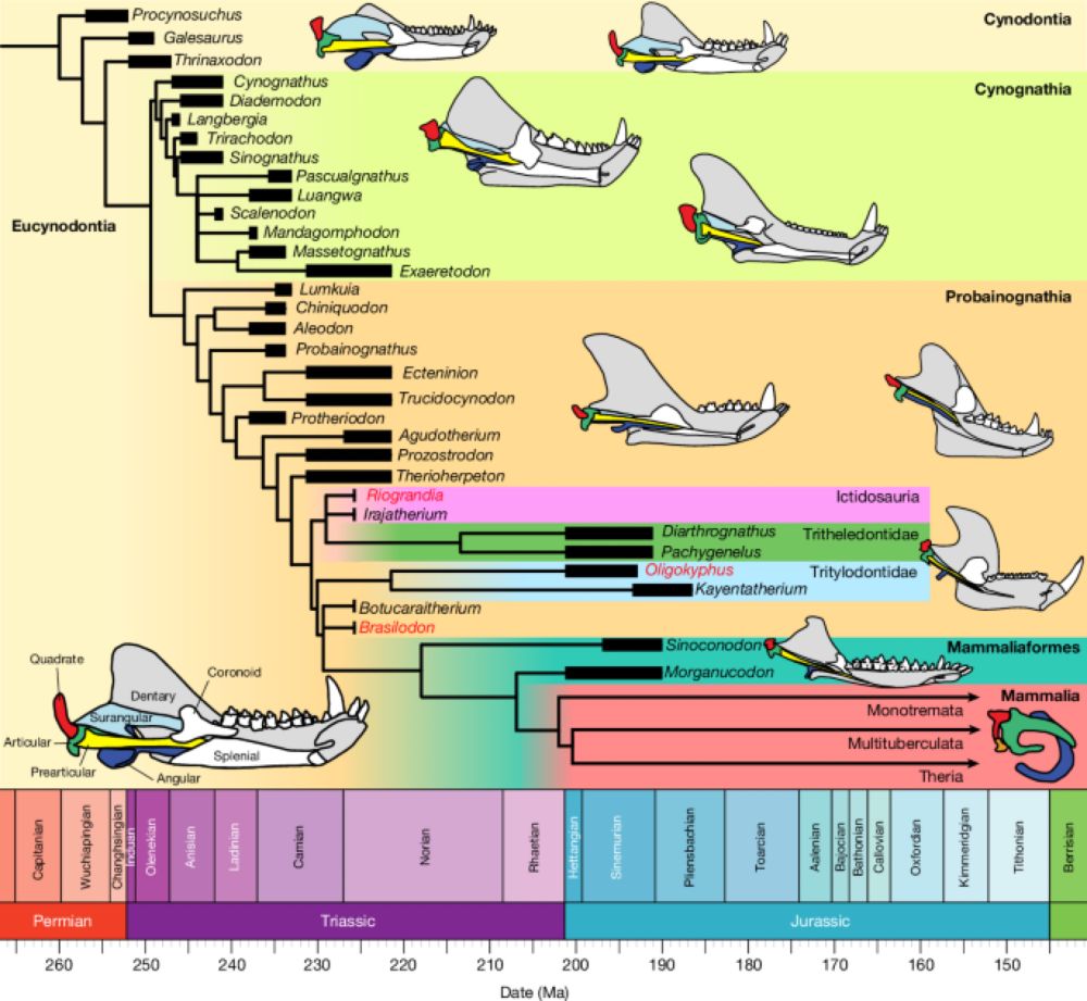 Brazilian fossils reveal homoplasy in the oldest mammalian jaw joint - Nature