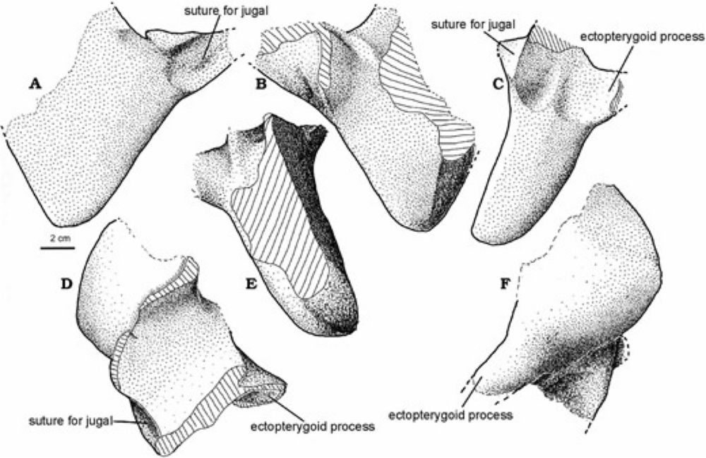 Osteology and relationships of the Late Triassic giant dicynodont Lisowicia