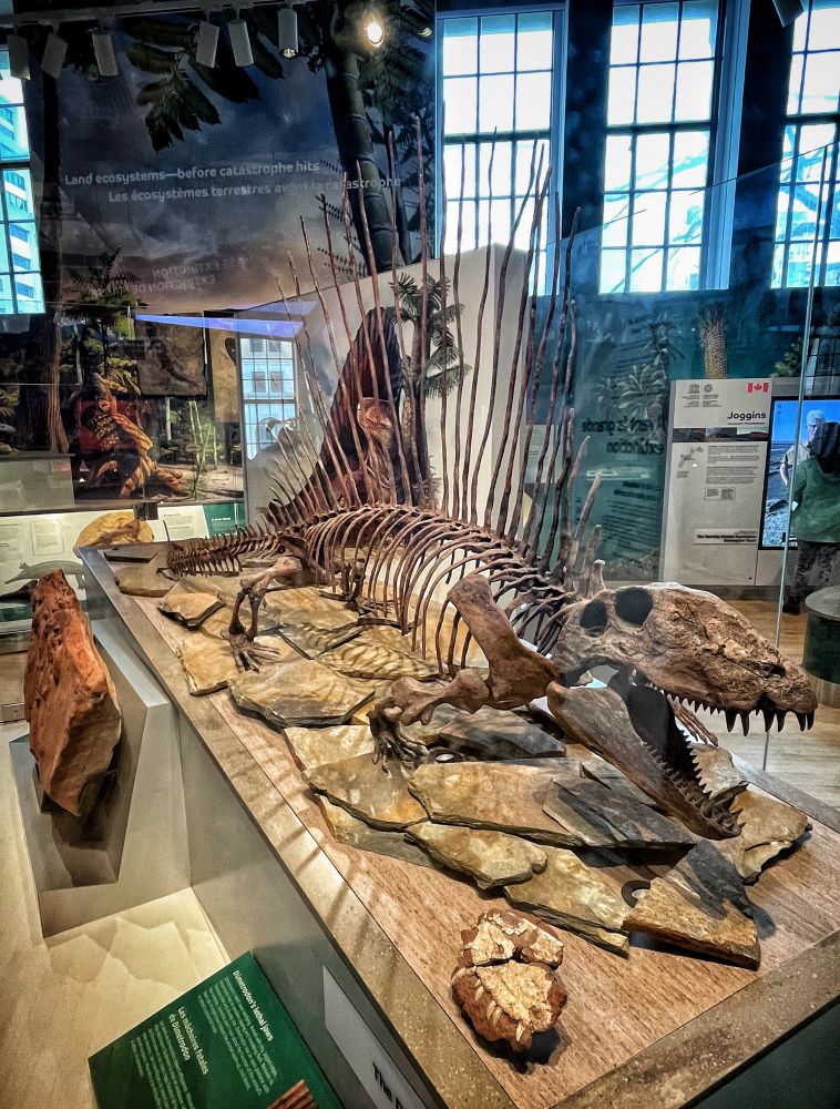 A mounted Dimetrodon skeleton on display at the Royal Ontario Museum of Natural History in Toronto, Canada 🇨🇦. In the foreground, you can see a replica of the upper jaw fossils of Canada’s species of Dimetrodon, D. borealis.