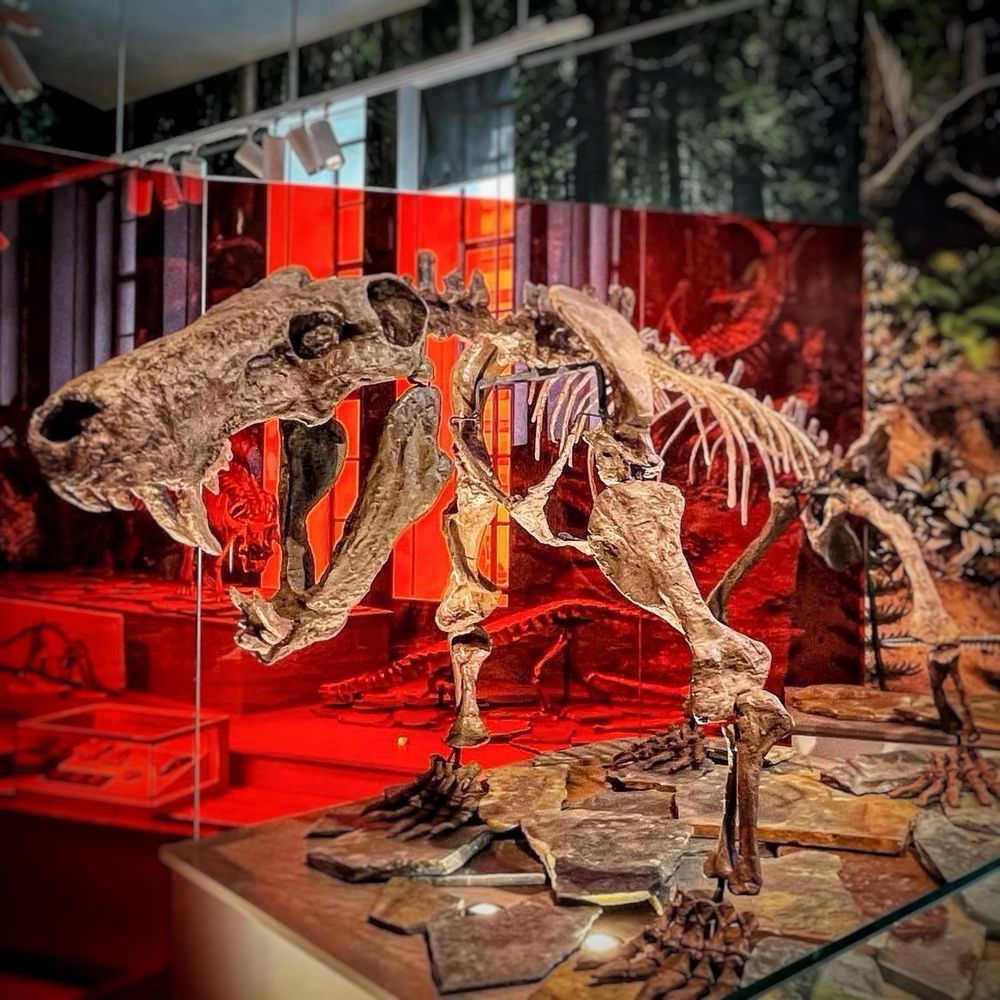 Mounted skeleton of the Russian gorgonopsid, Inostrancevia alexandri on display at the Royal Ontario Museum in Toronto, Canada. 