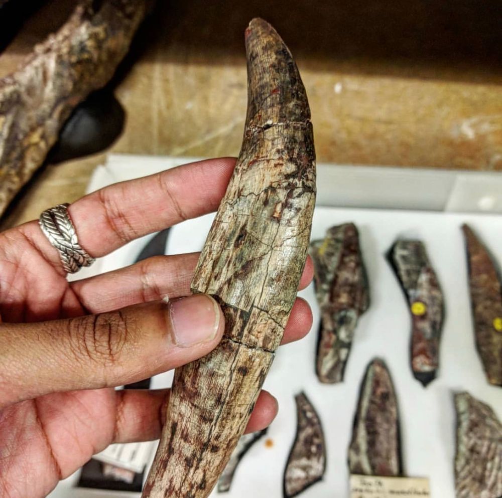 Isolated teeth of Erythrosuchus africanus from the collections of the Natural History Museum UK. 