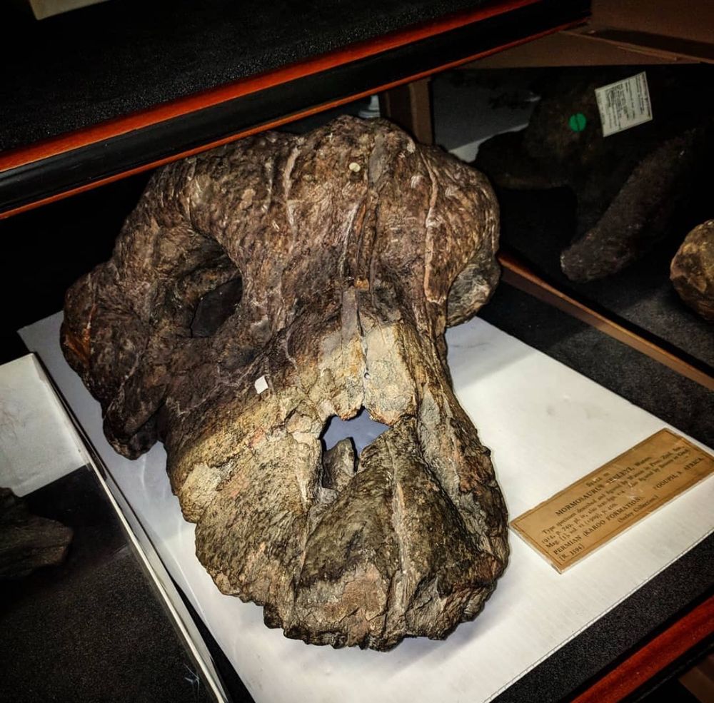 The skull of the dinocephalian, Mormosaurus seeleyi, housed in the fossil collections of the Natural History Museum UK in London, England. 