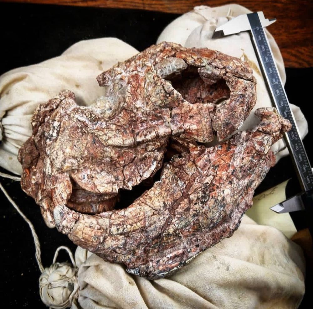 The skull of Hyperodapedon sanjuanensis from the Ischigualasto Formation of Argentina. These rhynchosaurs had particularly pronounced hooked, beak-like jaws. 