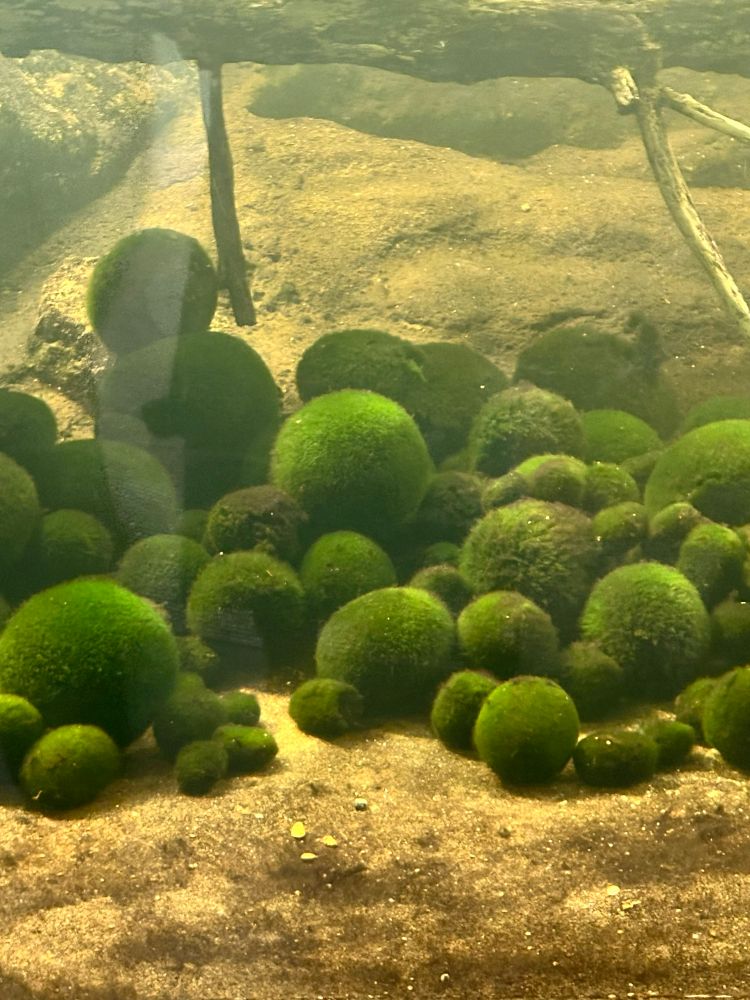 阿寒湖、チュウルイ島にて、マリモを見ました。