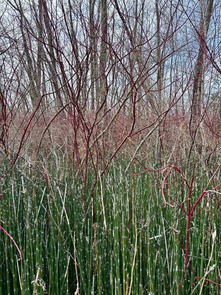 Green and red and grey plants