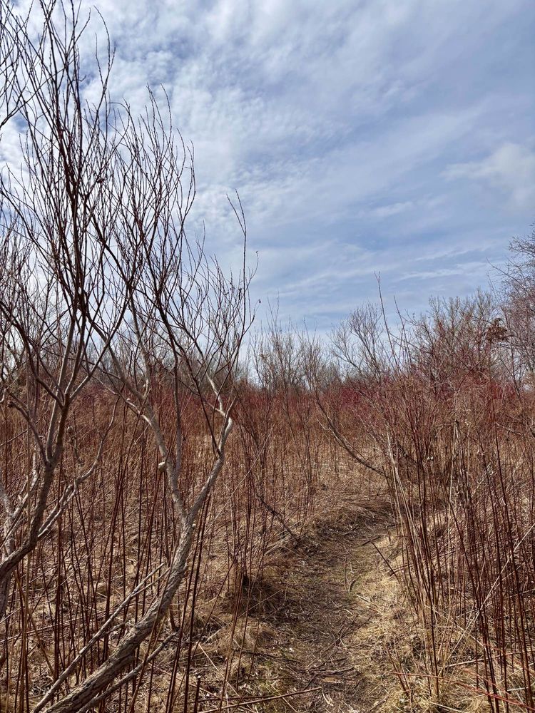 Winding (muddy) path 