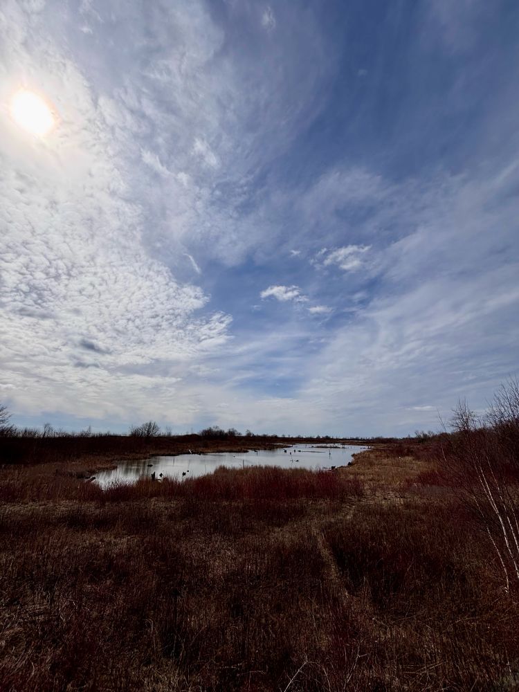 View of a pond at Tommy Thompson Park (Leslie St. Spit)
