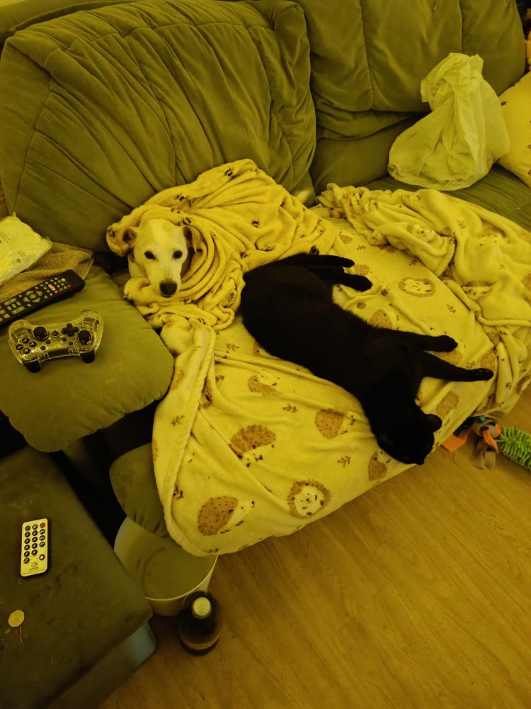 A picture of my pets, saria and noctis, comfy on the sofa. Saria, a white jack russell, is bundled up in a blanket and looking at the camera. Noctis, a large black cat, is sprawled out on the sofa with his head hanging off the side.