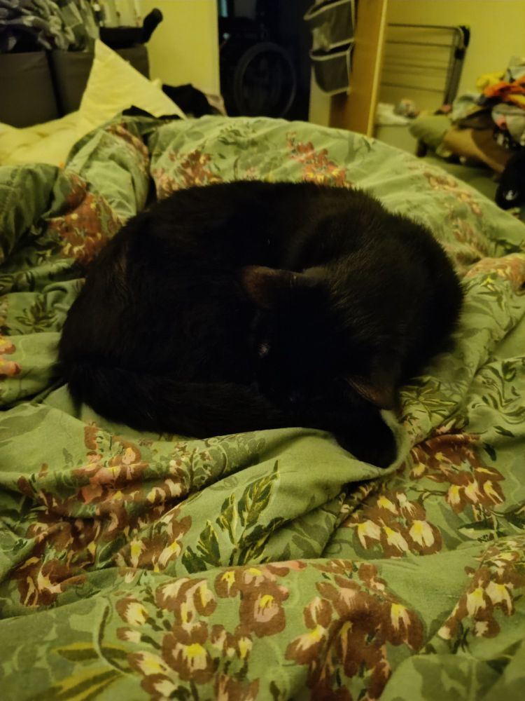 My cat, noctis, curled up in a ball. He's all black and looks a bit like a void.