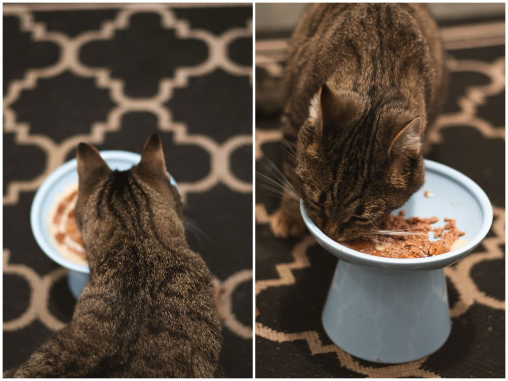 A small brown tabby cat eats food from a light blue ceramic bowl 