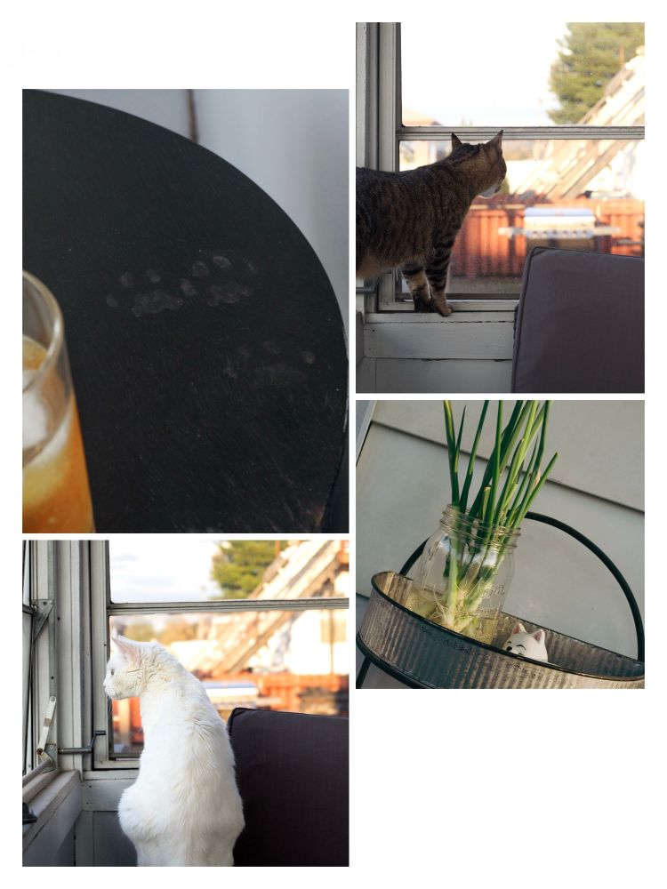 Four photo panels featuring dusty cat paw prints on a black table, a brown tabby cat looking out a patio window, a white cat looking to his left out a patio window and a glass jar of green onions next to a small statue of a smiling white cat.