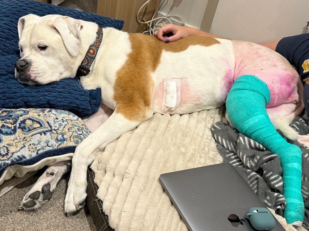 A picture of the best bulloxer (American Bulldog crossed with a Boxer) ever. Piper is recovering from a reconstructive surgery on her rear left leg. This brave dog had same surgery on her other leg in 2022. 