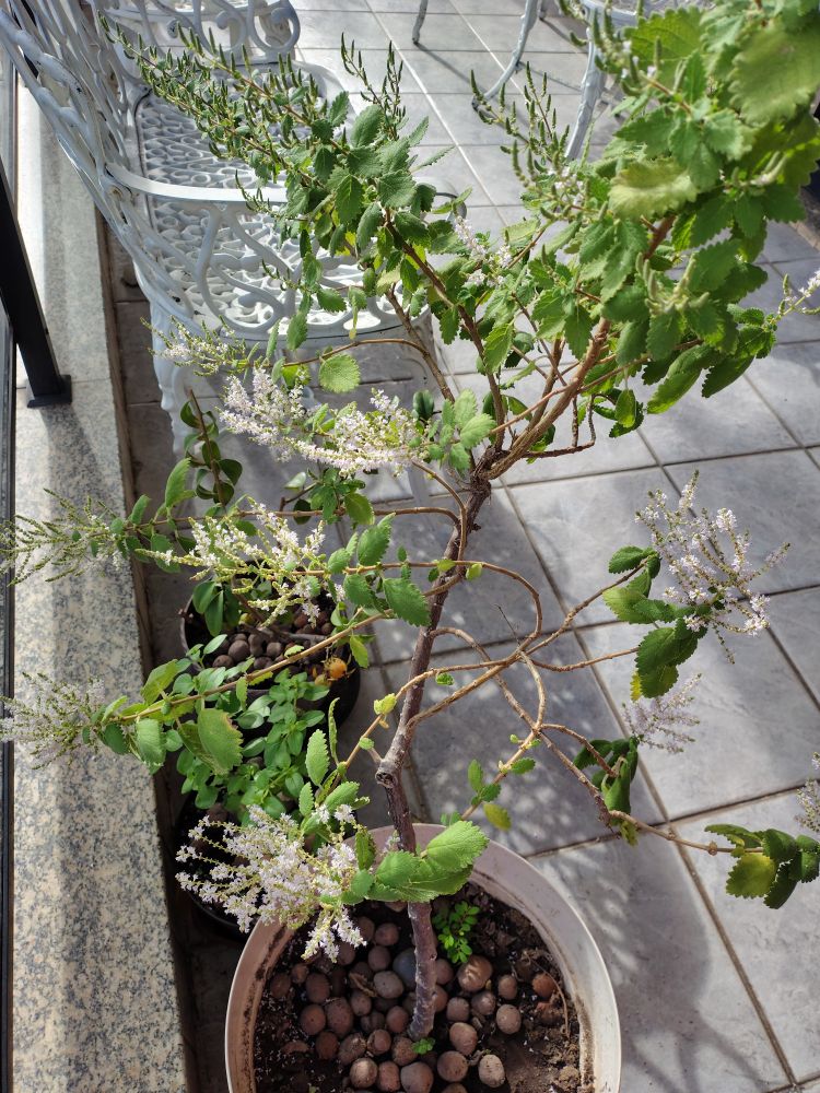 um arbusto de mirra com o caule grosso e ramos finos, com folhas pequenas e médias de textura aveludada que nas pontas se subdividem em ramificações cheias de minúsculas flores brancas