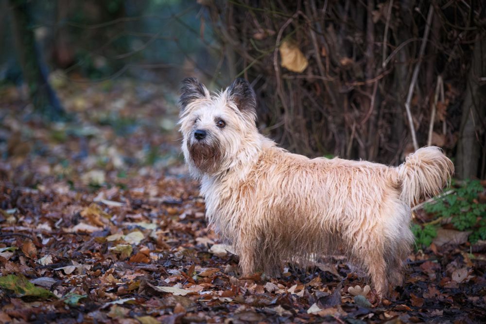 Cairn Terrier in woodland with damp autumn leaves on ground